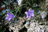 Edraianthus gramnifolius