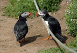 Puffins of Skomer Island