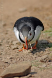 Puffins of Skomer Island