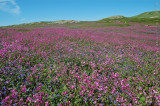 Skomer Island