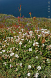 Skomer Island