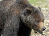 Chilcotin Grizzly Bear