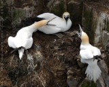 Gannets at Cape St Marys