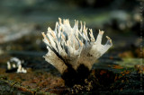 Candlesnuff Fungus