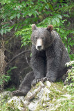 Grizzly Bear near Fish Creek