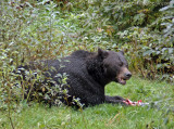 Grizzly Bear at Fish Creek