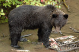 Grizzly Bear at Hannah Creek