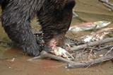 Grizzly Bear at Hannah Creek