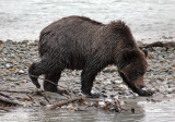 Grizzly Bear near Skagway campground