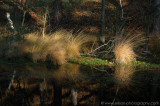 Autumn colours in the Mastbos