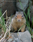 Columbian Ground Squirrel