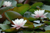 Water Lillies on Beaver Lake (Stanley Park)