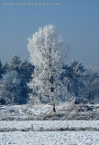 Mastbos winter scenes