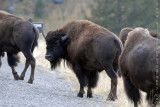 Bison & Pronghorn