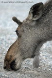 Moose licking minerals off the road