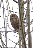 Tawny Owl