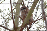 Tawny Owl