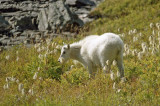 Mountain goat on the Opabin Plateau
