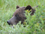 Grizzly Bear in the Rockies