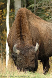 Bison