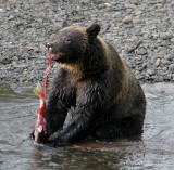 Grizzly Bear at Hannah Creek