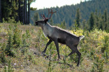 Mountain Caribou