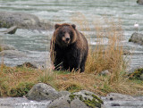 Grizzly Bear at Chilkoot River