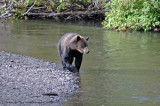 Grizzly Bear at Hannah Creek