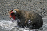 Grizzly Bear at Hannah Creek