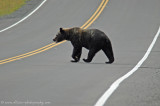 Grizzly Bear at Hannah Creek