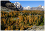 Autumn at Lake OHara - Opabin Plateau