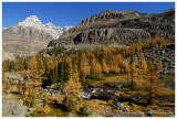 Autumn at Lake OHara - Opabin Plateau