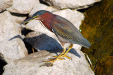 Green Heron