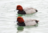 Redhead Ducks