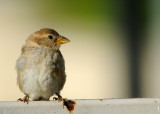 sparrow vs wren sparrow vs wren