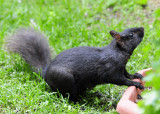 Black Squirrel