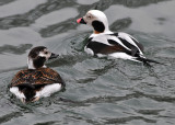 Longtail Duck Pair