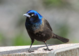 Common Grackle