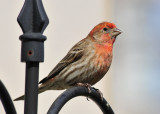 House Finch