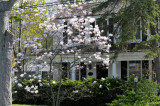 House with magnolia