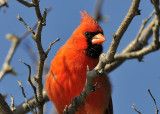 Northern Cardinal