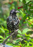 European Starling