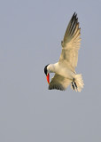 Caspian Tern