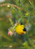 American Goldfinch