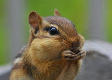 Chipmunk