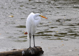 Great Egret