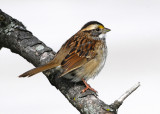 White Throated Sparrow