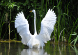 Great Egret