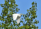 Great Egret