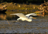 Great Egret